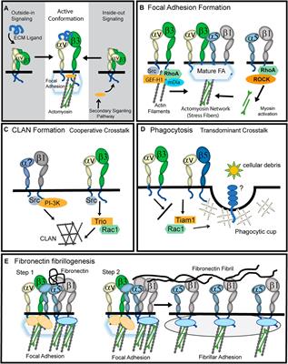 Integrin Crosstalk and Its Effect on the Biological Functions of the Trabecular Meshwork/Schlemm’s Canal